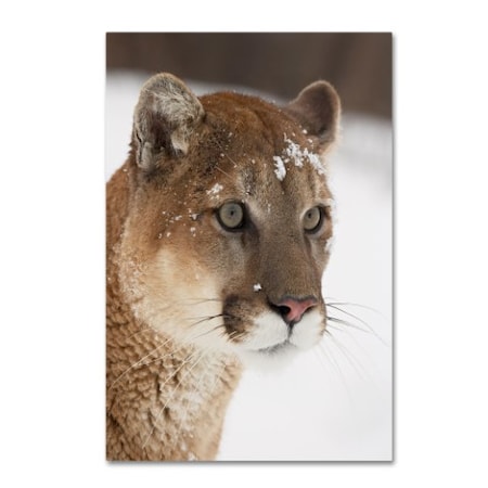 Robert Harding Picture Library 'Cougars' Canvas Art,30x47